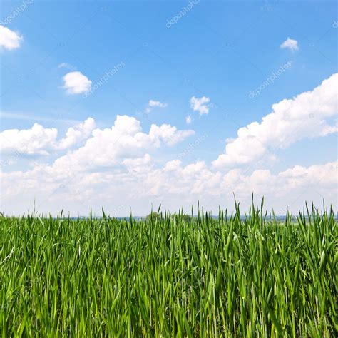 Green Grass And Blue Sky — Stock Photo © Majafoto 8375453