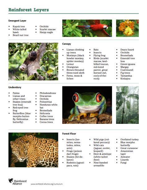Top 176 Rainforest Animals List For Kids