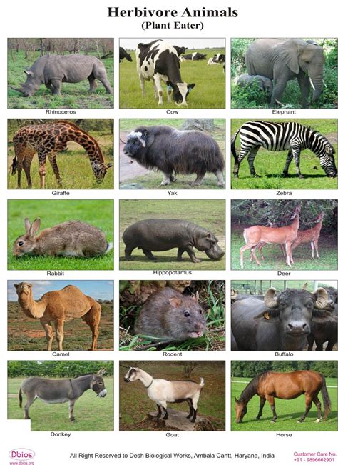 Dinosaur Herbivore Vs Carnivore - Dinosaur Mania