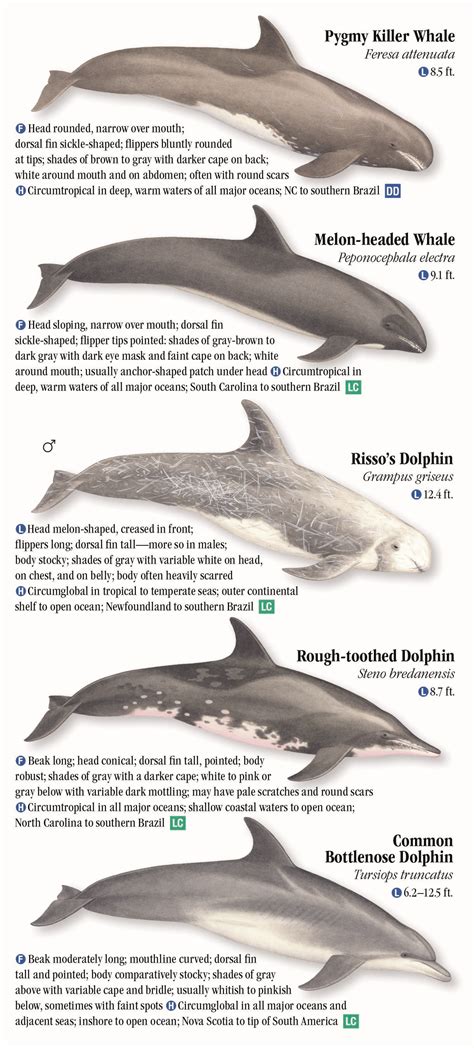 Whales Dolphins And Porpoises Of The Atlantic And Gulf Coasts Quick