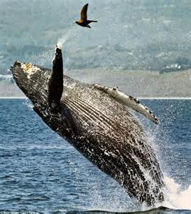 Jumping For Joy The Incredible Moment Humpback Whale Leaps From The