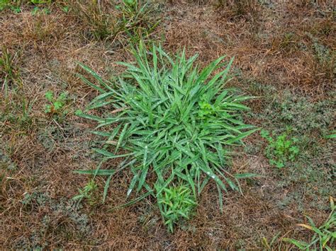 How To Get Rid Of Quackgrass Easy Solutions American Lawns Lawn Tips And Outdoor Living