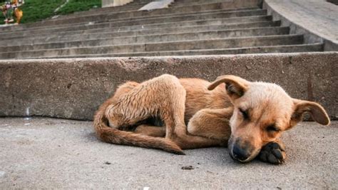 Día Internacional Del Perro Callejero ¿cuántos Hay En México Y Por Qué