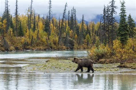 Alaska Wildlife Photography Jeff Schultz