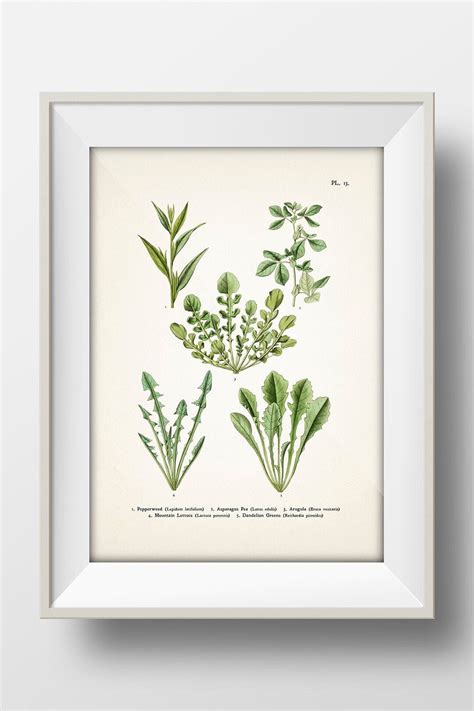Arugula Dandelion Leafy Green Vegetables 1870 Veg 13 Ve 13 Vintage