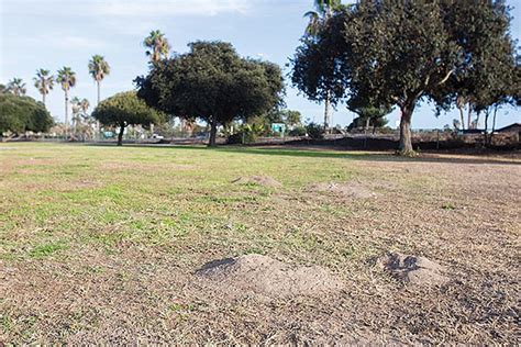I am the most experienced exterminator in the area. Did the City of San Diego kill Epic Pest Control? | San ...