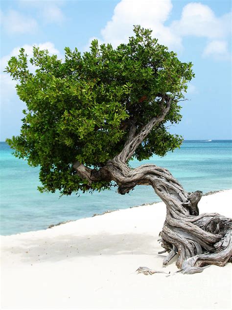 Divi Divi Tree In Aruba Photograph By Dejavu Designs Pixels