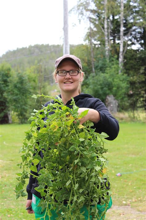 Vare sig spenaten är färsk eller fryst är den full med nyttiga näringsämnen som järn till exempel. Familjen W på Hallonbacken: Odla nyzeeländsk spenat