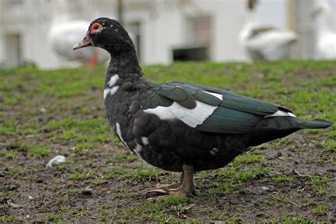 Female Muscovy Duck Photograph By Tony Murtagh