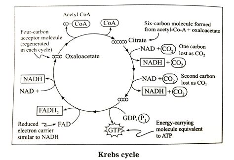 Solved Krebs Cycle