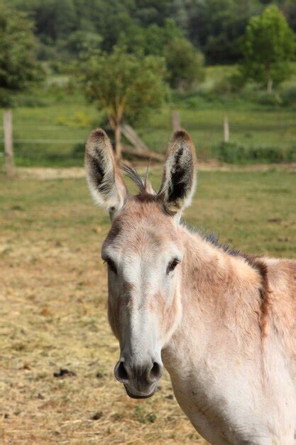 Premium Photo Quiet Donkey In A Field In Spring