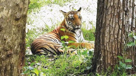 Project Tiger Completes 50 Years In Bandipur Star Of Mysore