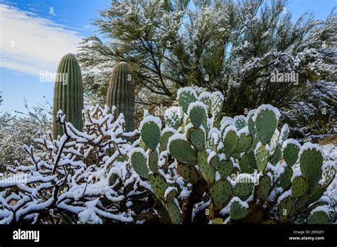 The Normally Dry Sonoran Desert Receives A Rare Dusting Of Snow Tucson