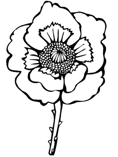 Download (anzac OR Remembrance) Poppy Colouring - ClipArt Best