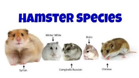 I Need Your Help Hamsters Amino