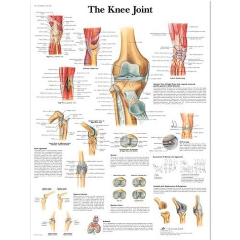 Anatomical Charts And Posters Anatomy Charts Arm And Leg Charts