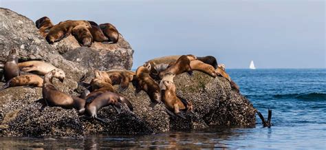 What We Do The Marine Mammal Center