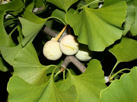 Ginkgo Biloba Ginkgoaceae Image At Plantsystematics Org