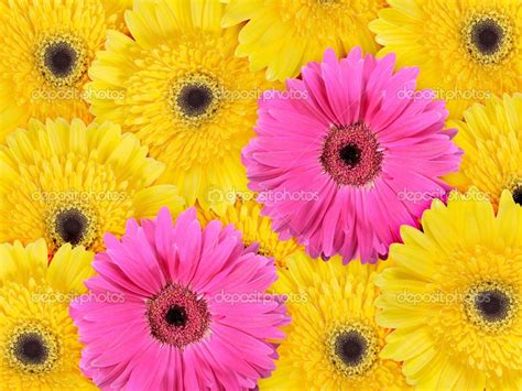 Abstract Background Of Yellow And Pink Flowers Pink Flowers Abstract