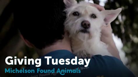 Save Homeless Animals This Giving Tuesday Michelson Found Animals
