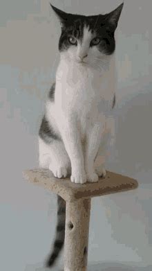 Cat Tail Wagging GIF Cat Tail Wagging Pet Discover And Share GIFs