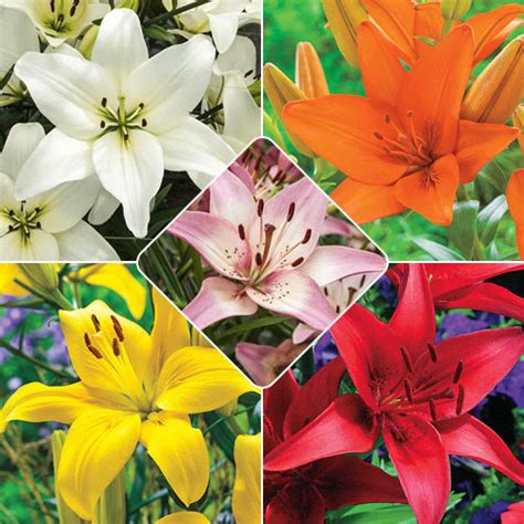 Asiatic Lily Collection Buy Lilium From Michigan Bulb Co