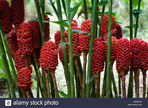These tropical flowers enjoy high humidity. Costa Rica abounds in exotic tropical flowers and plants ...