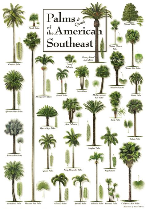 Short Palm Trees Types Annett Dehart