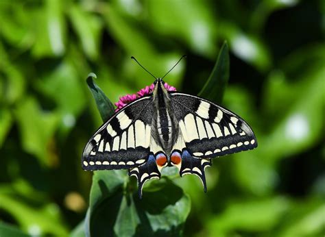 Swallowtail Butterfly Papilionidae Free Photo On Pixabay Pixabay
