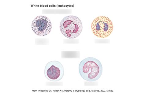 Leukocytes Diagram Quizlet