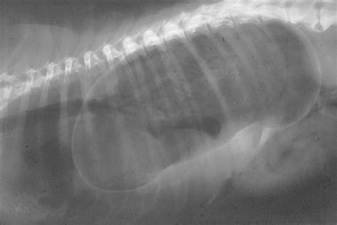 Diaphragmatic Hernia In Dogs