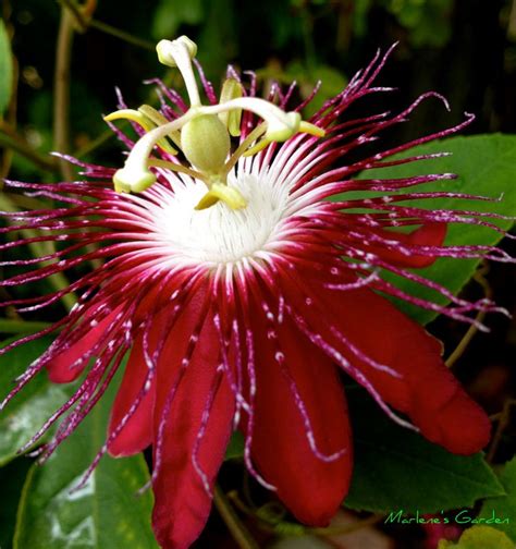 Passion Flower Definition An Evergreen Climbing Plant Of Warm Regions