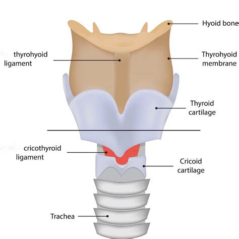 Cricothyroid Ligament Outlander Anatomy