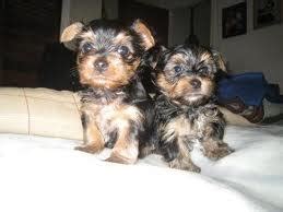 I offer a one year health guarantee and free first month of health insurance. Male and female Teacup Yorkie Puppies For Free Adoption ...