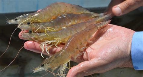 Large Vannamei Shrimp Prices Continue To Rise In Thailand In Week 23