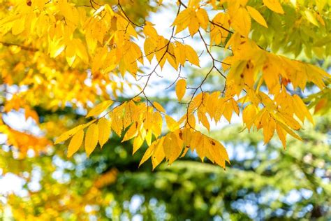 Autumn Leaves On Green Nature Background Natural Green Background With
