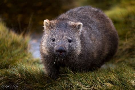Wombat Matthew Duke Photography
