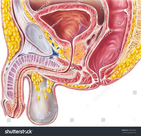 Urinary System Male Cross Section Anatomy Stock