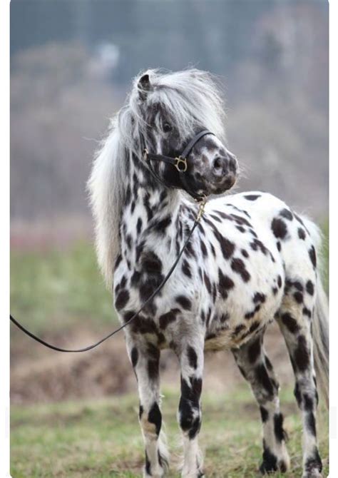 Pretty Black And White Appaloosa Miniature Horse In 2020