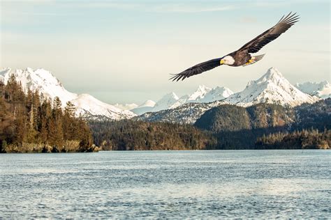 In Distance Photo Of Flying Bald Eagle Alaska Hd Wallpaper Wallpaper