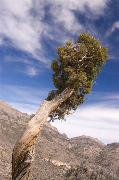 Common Juniper Trees in North America