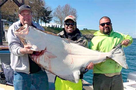 Outdoors Halibut Anglers Haul In 115 Pounder Peninsula Daily News