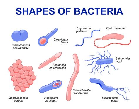 We did not find results for: How do Bacteria Reproduce - Biology Wise