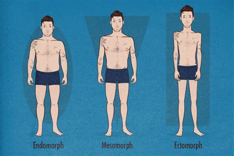 The Male Body Types Ectomorph Endomorph Mesomorph