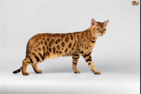 Don't miss what's happening in your neighborhood. Bengal cat | A Truly Unique Cat Breed - MaineCoon Companion