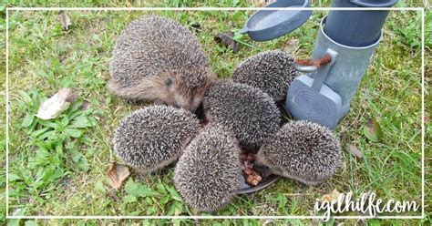 Die jungen verbleiben die ersten wochen im nest, danach gehen sie zusammen mit der mutter auf streifzüge. Igelaufzucht - Igelbabys aufziehen mit der richtigen Igel ...