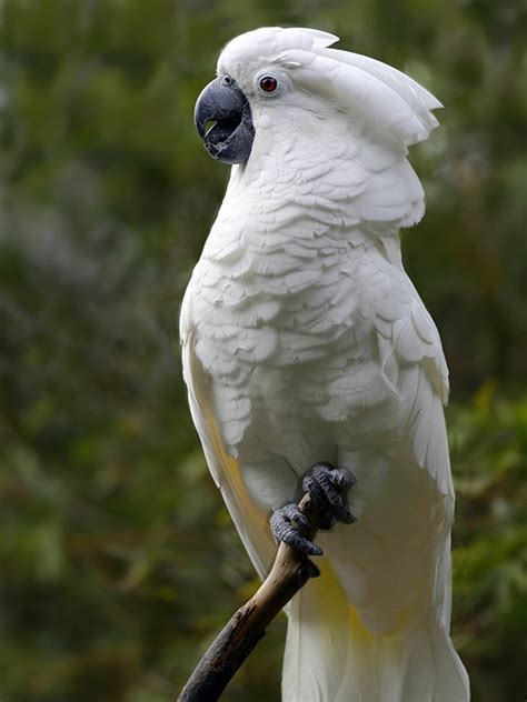 Check spelling or type a new query. Parrot Encyclopedia | White-crested Cockatoo | World ...