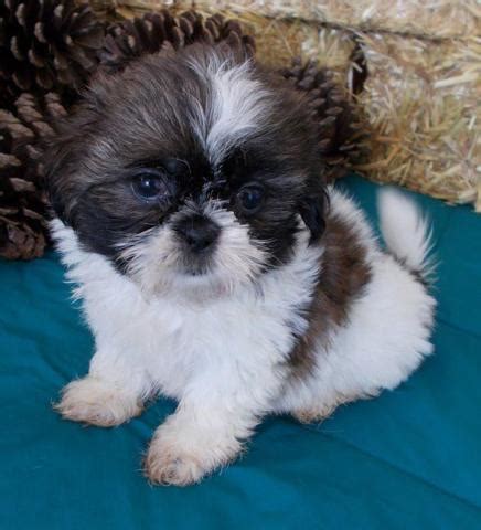 The search tool above returns a list of breeders located nearest to the zip or postal code you. Female Shih Tzu Puppies for Sale in Dallas, Texas ...