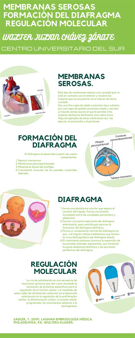 Infografía De Membranas Serosas Diafragma Y Regulación Molecular