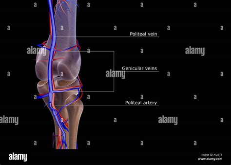 The Blood Supply Of The Knee Stock Photo Alamy